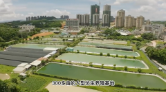 岭南正统工艺,品质滋养:福伦堂真龟龟苓膏——药食同源健康智慧