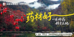 春季盗汗、失眠、口干？仲景左归丸带你识别真阴不足的“典型画像”